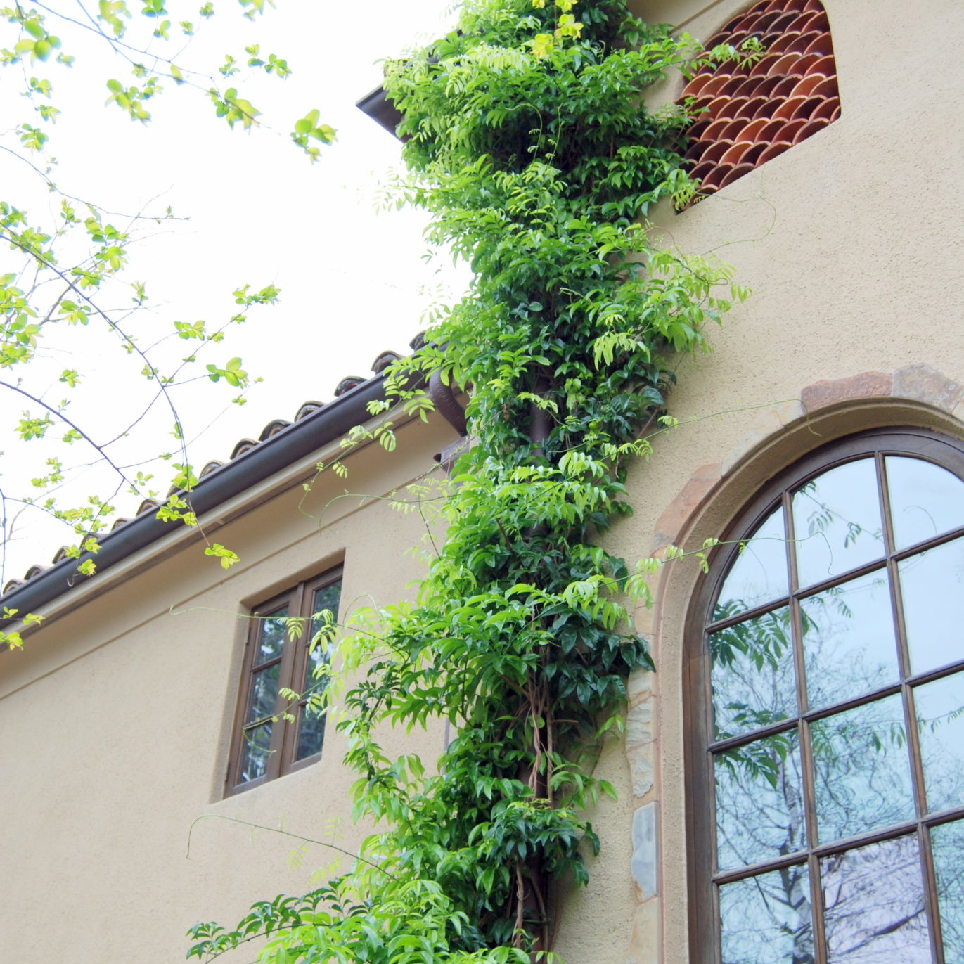 A home exterior with vines and landscaping